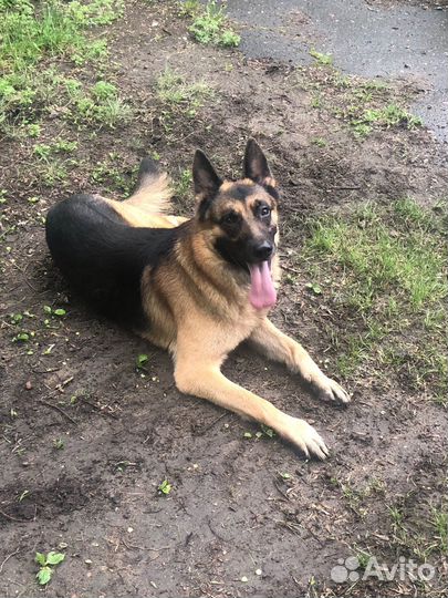 Вязка собак