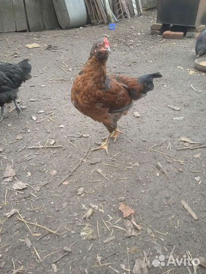Петухи