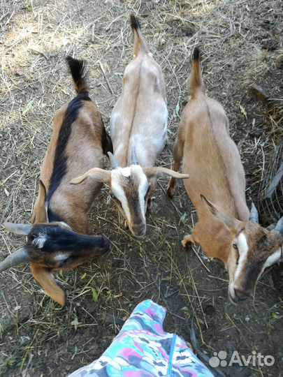 Козы молодые