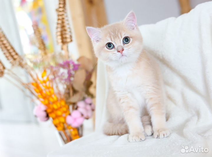Британский котенок редкого окраса