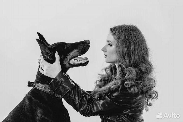 Доберман для фотосессий. Фотосессия с доберманом