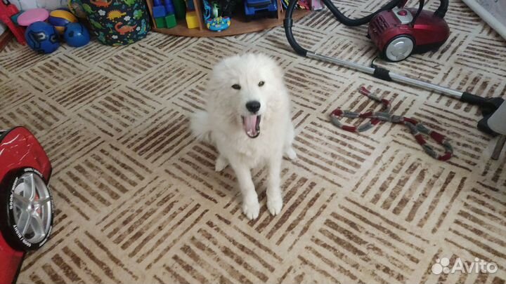 Отдам собаку Самоед