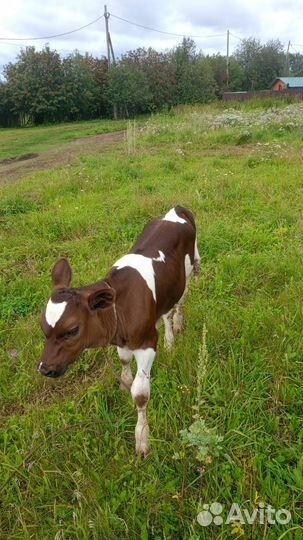 Корова дойная с теленком Голштинская порода