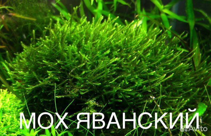 Растения аквариумные