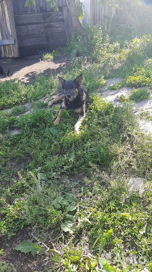 Собака стерилизованная