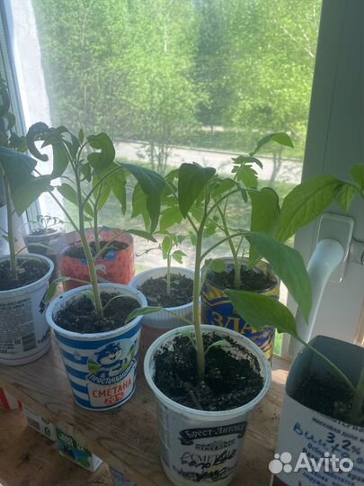 Рассада помидор (семена премиум)