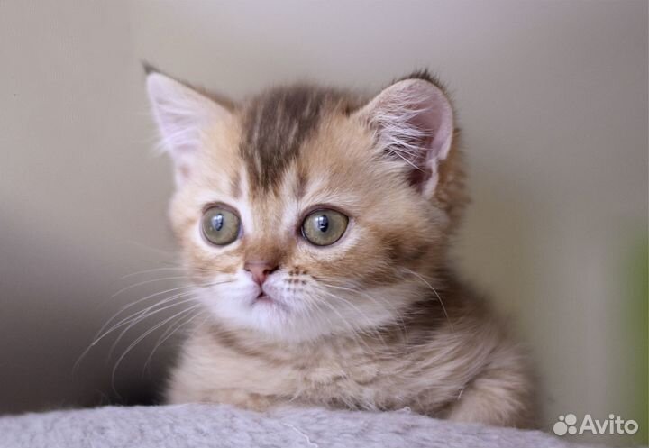 Красивый котик скоттиш-страйт