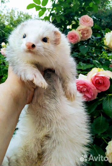 Вязка хорьков экзотических окрасов(3 самца)