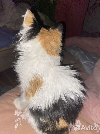 Кошка в дар