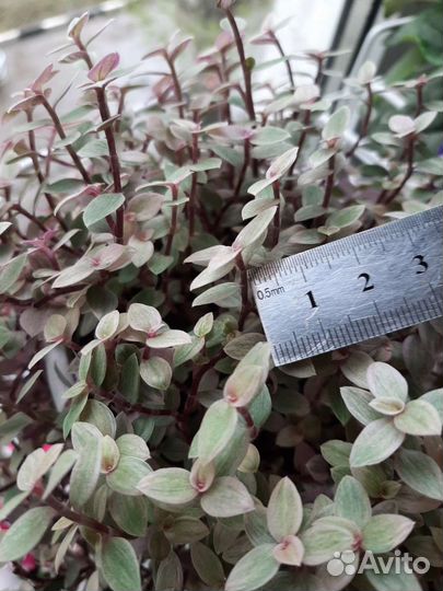 Каллизия pink panther (розовая пантера)