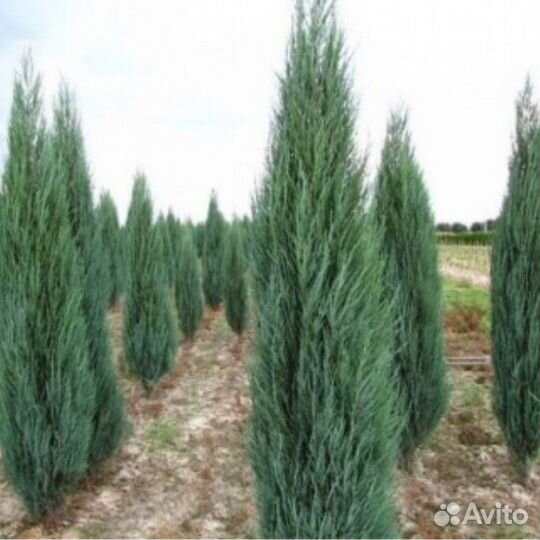 Можжевельник 
