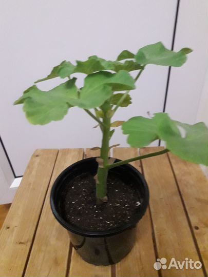 Пеларгония герань