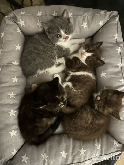 Шотландские котята