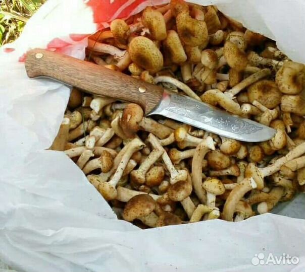 Нож грибной