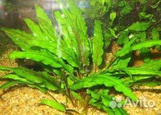 Растение криптокорина