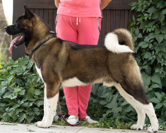 Щенки американской акиты