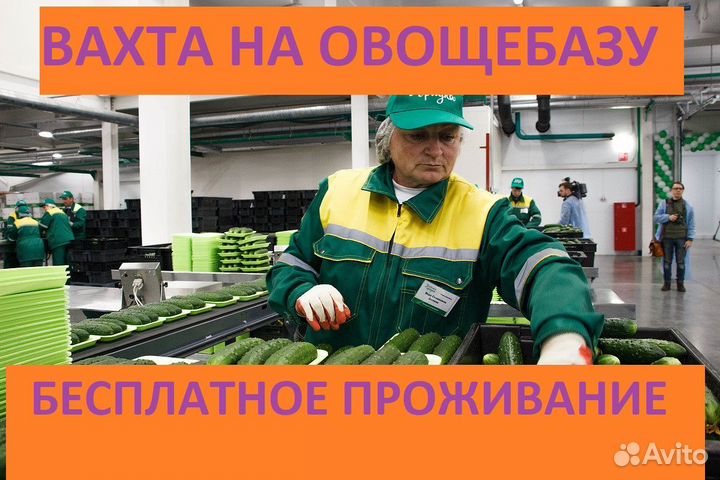 Разнорабочий на овощную базу вахта с проживанием