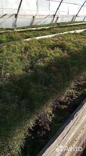 Сосна обыкновенная, сеянцы окс, лесовосстановление