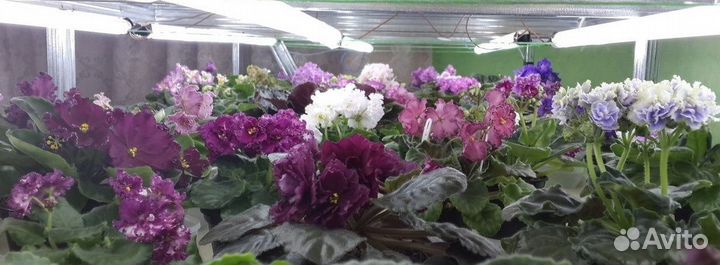 Фиалки сортовые с\с листом