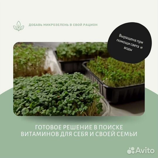 Микрозелень