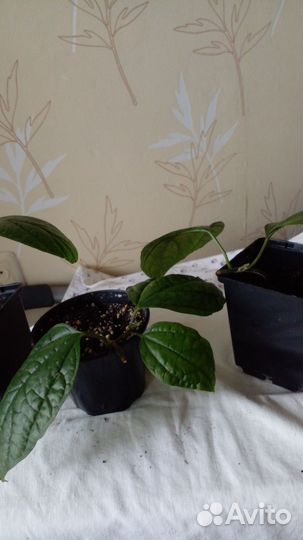 Клеродендрум томпсона