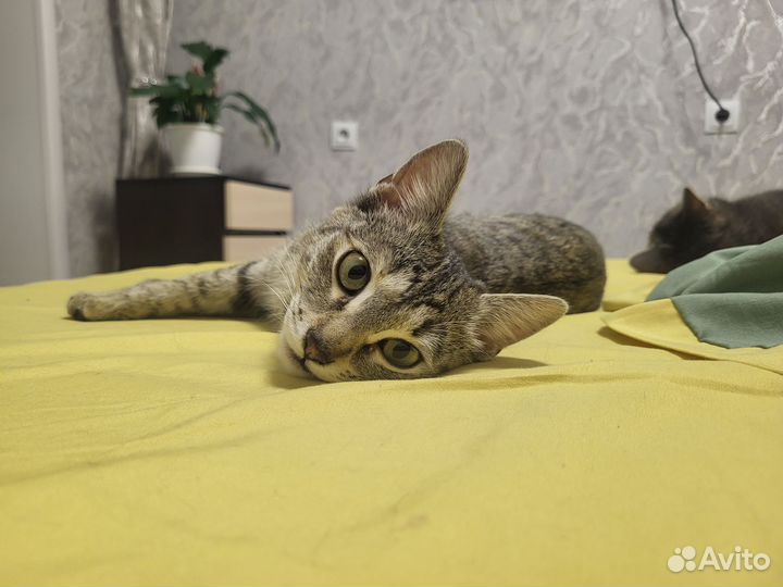 Найдена кошка