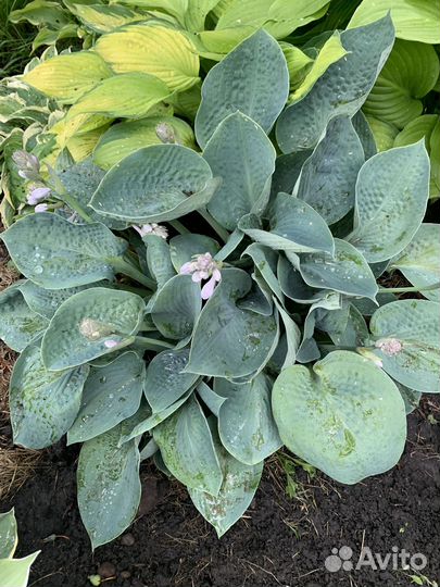 Продам хосты