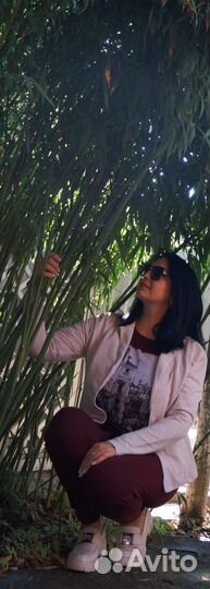 Бамбук вечнозелёный (Китайский) Филлостахис