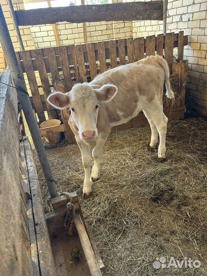 Телка сементал