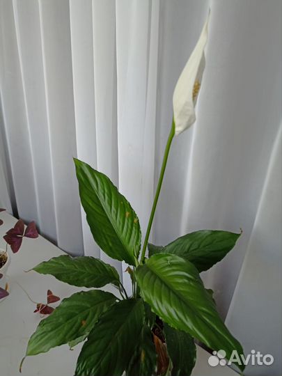 Спатифиллум