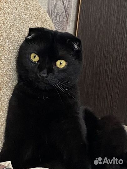 Британский вислоухий кот
