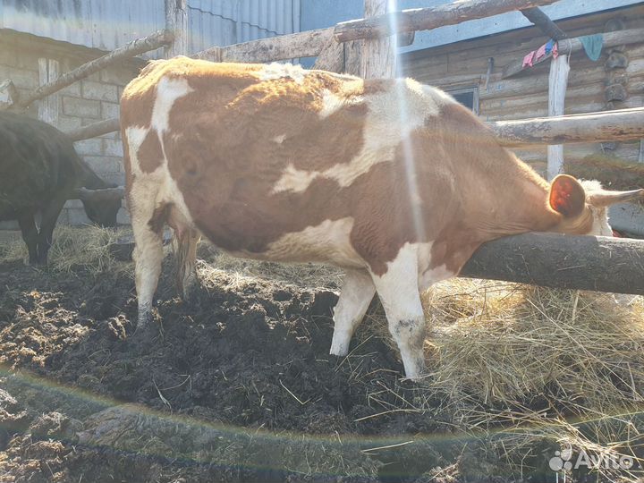 Коровы и телята