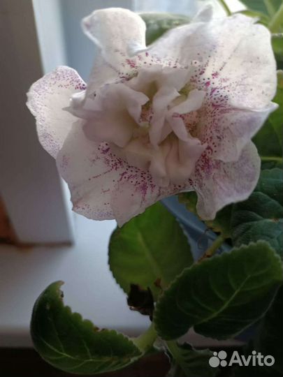 Глоксиния махровая