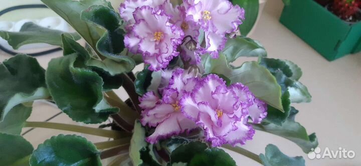 Детки и молодые розетки фиалок