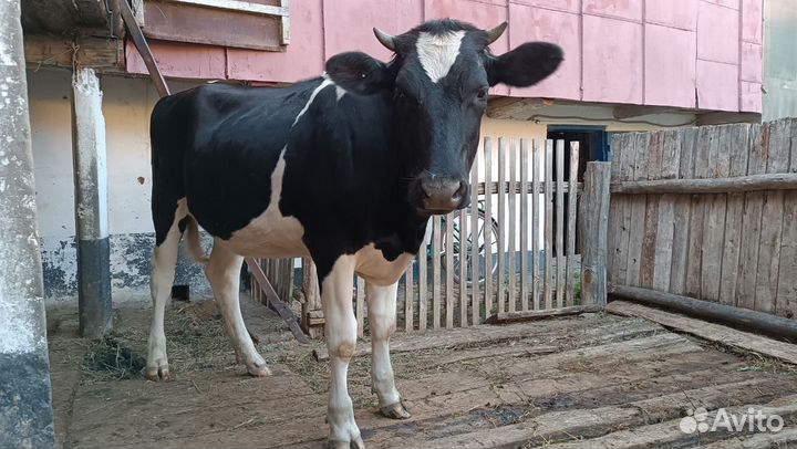 Телки нетели