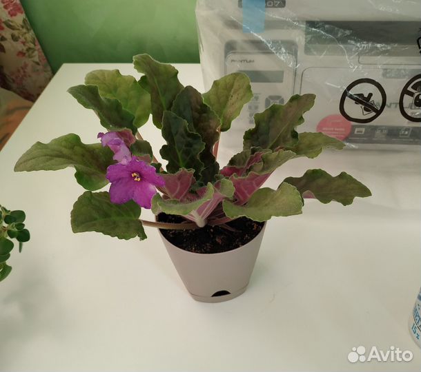 Фиалки и детки белая и фиолетовые