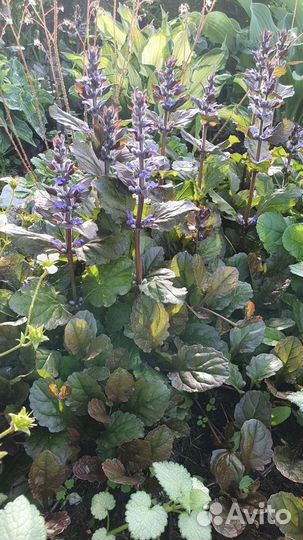 Почвопокровные растения