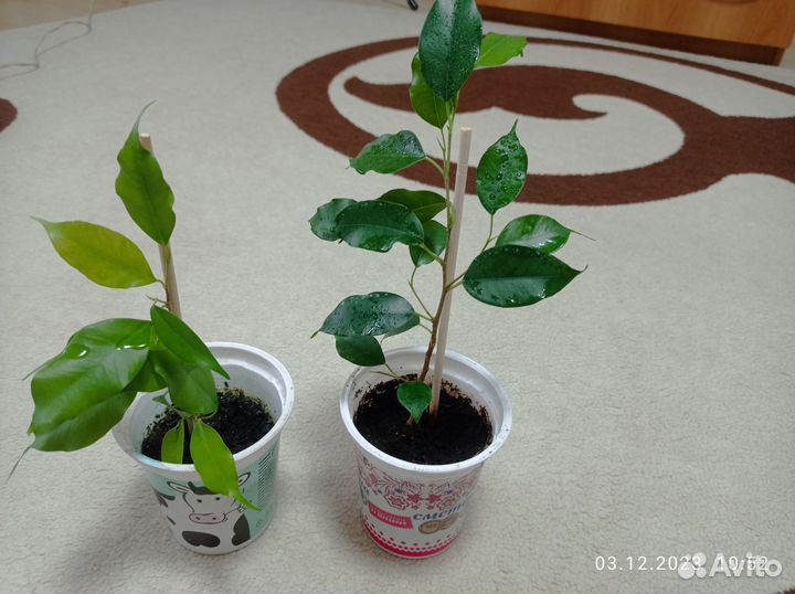 Фикусы Бенджамина зелёный, темно-зеленый