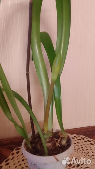 Гиппеаструм