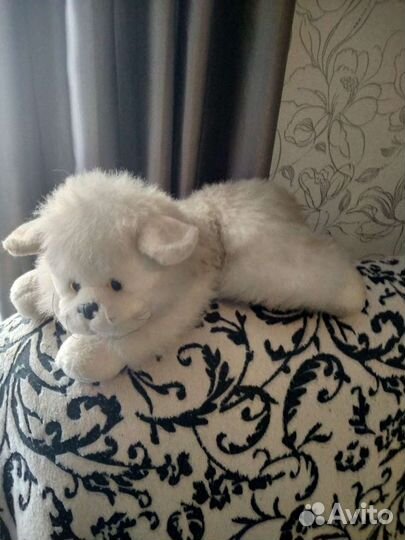 Котенок Мотя