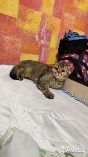 Отдам кота в добрые руки