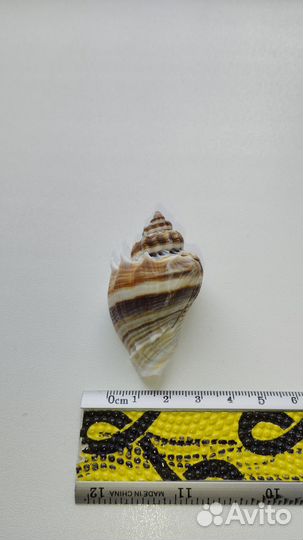 Морская раковина Melongena corona