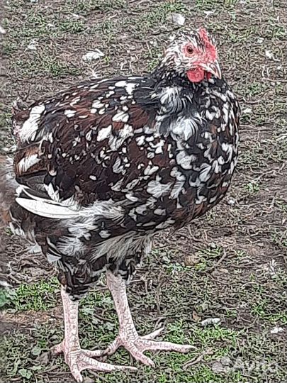 Петухи породистые