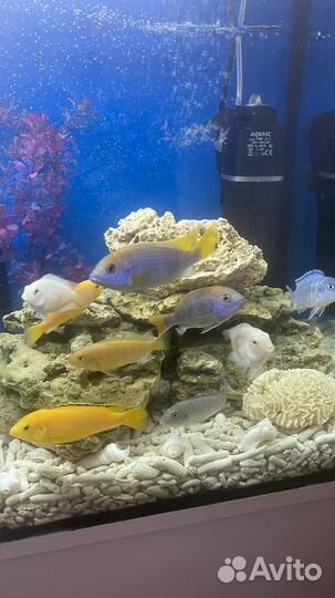 Аквариума