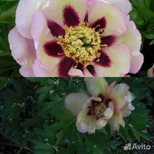 Любимое хобби