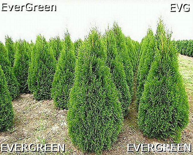 Туи зеленые