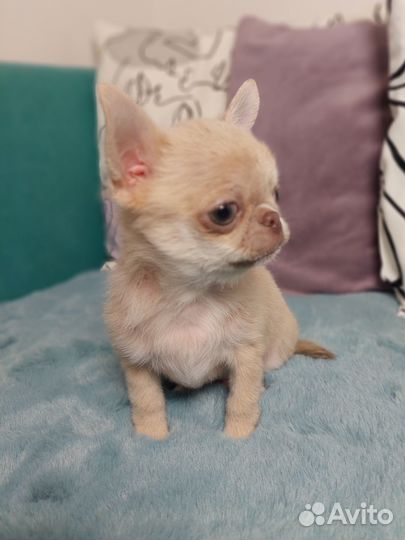 Супер мини чихуахуа