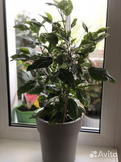 Гибискус Снежная королева