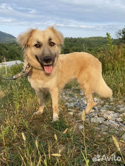 Лайма собака-улыбака