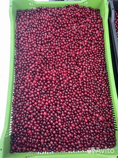 Клюква, черника, брусника, облепиха, малина и др